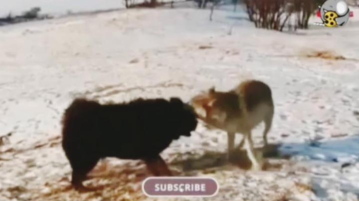 جنگ گرگ با سگ