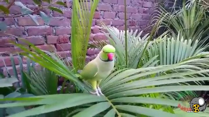 ویدئوهای  زیبای پرندگان حیات وحش | مستند دنیای پرندگان 