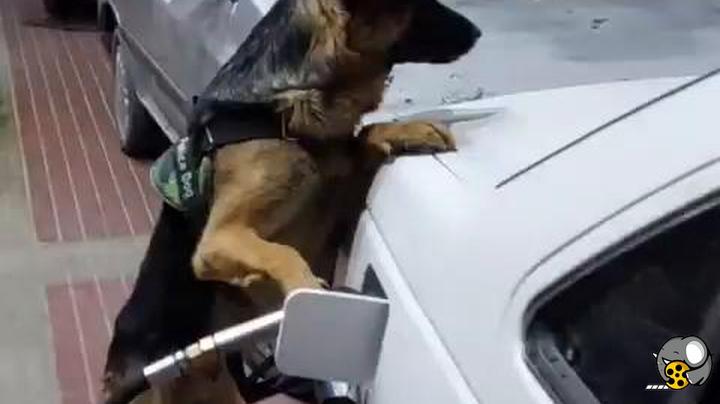 این سگ برای ماشین صاحبش بنزین می زند!