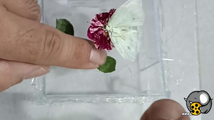 پروانه و گل در رزین اپوکسی 